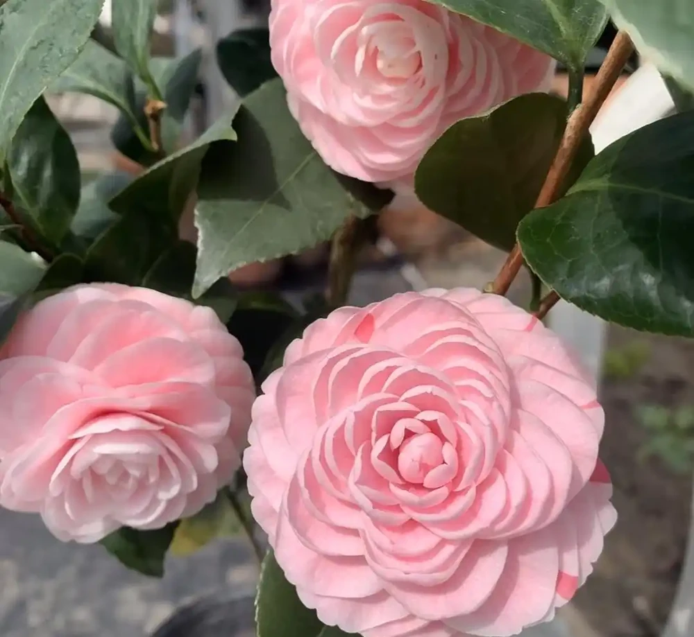 福建一戶人家一棵養了50年的茶花，1.6W賣了，好可惜