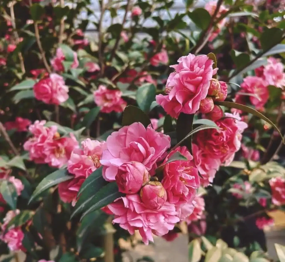 福建一戶人家一棵養了50年的茶花，1.6W賣了，好可惜