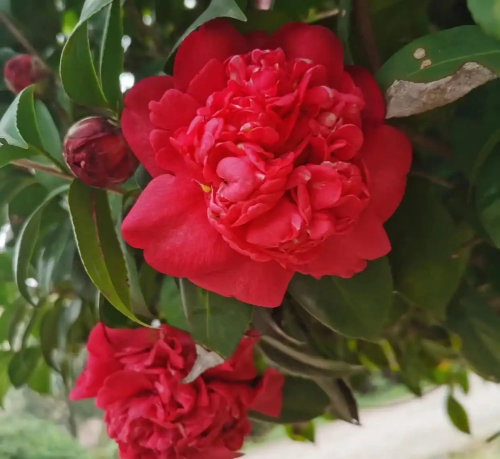 福建一戶人家一棵養了50年的茶花，1.6W賣了，好可惜