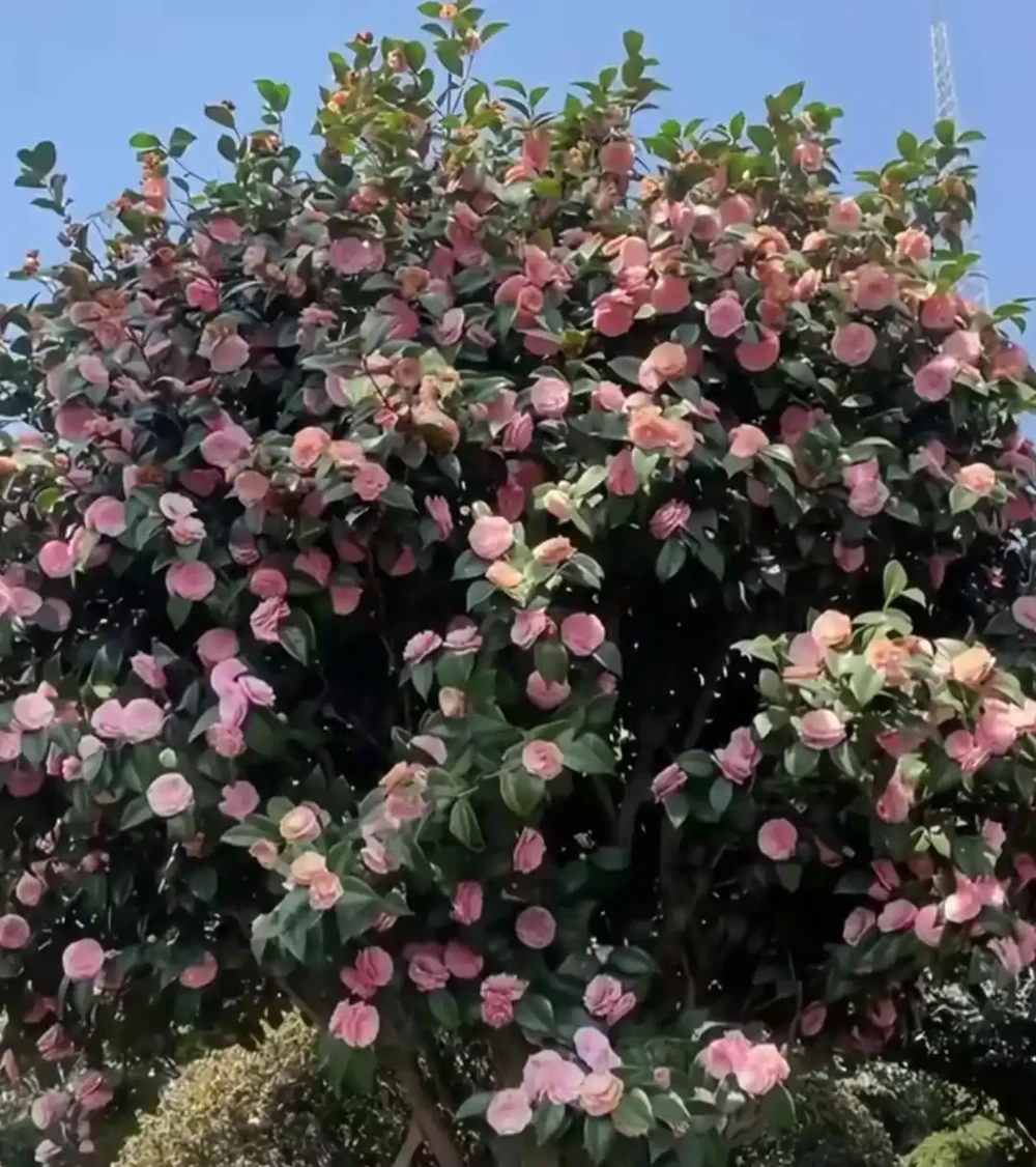 福建一戶人家一棵養了50年的茶花，1.6W賣了，好可惜