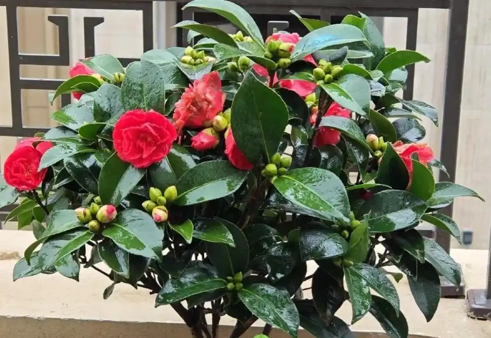 福建一戶人家一棵養了50年的茶花，1.6W賣了，好可惜