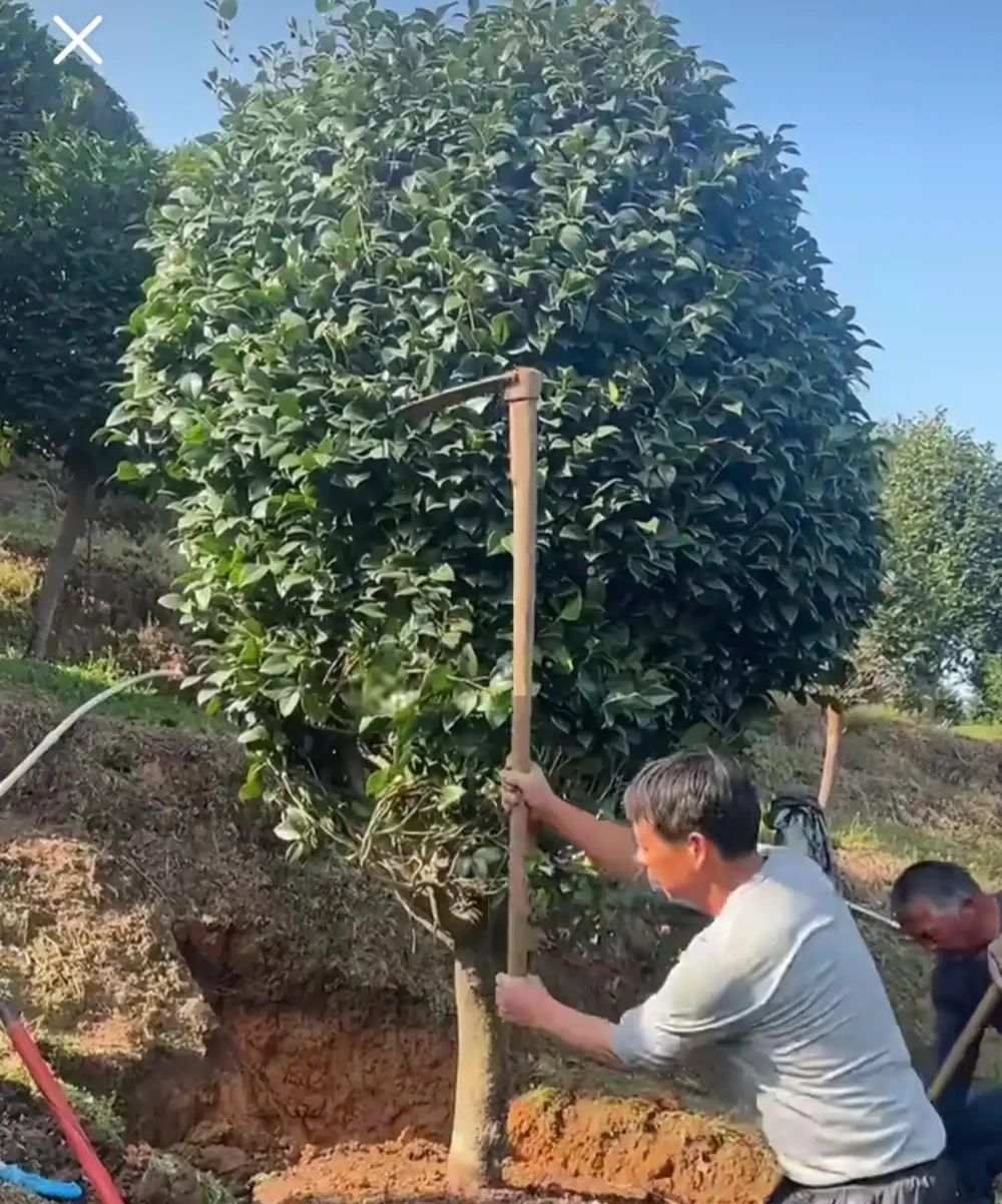 福建一戶人家一棵養了50年的茶花，1.6W賣了，好可惜