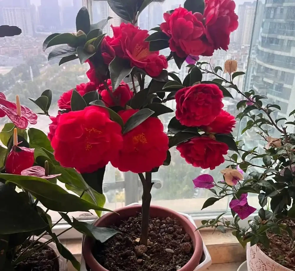 福建一戶人家一棵養了50年的茶花，1.6W賣了，好可惜