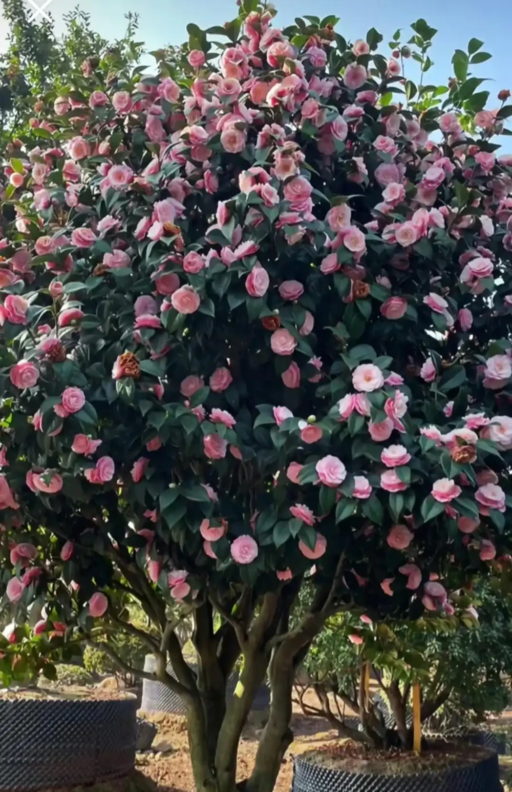 福建一戶人家一棵養了50年的茶花，1.6W賣了，好可惜