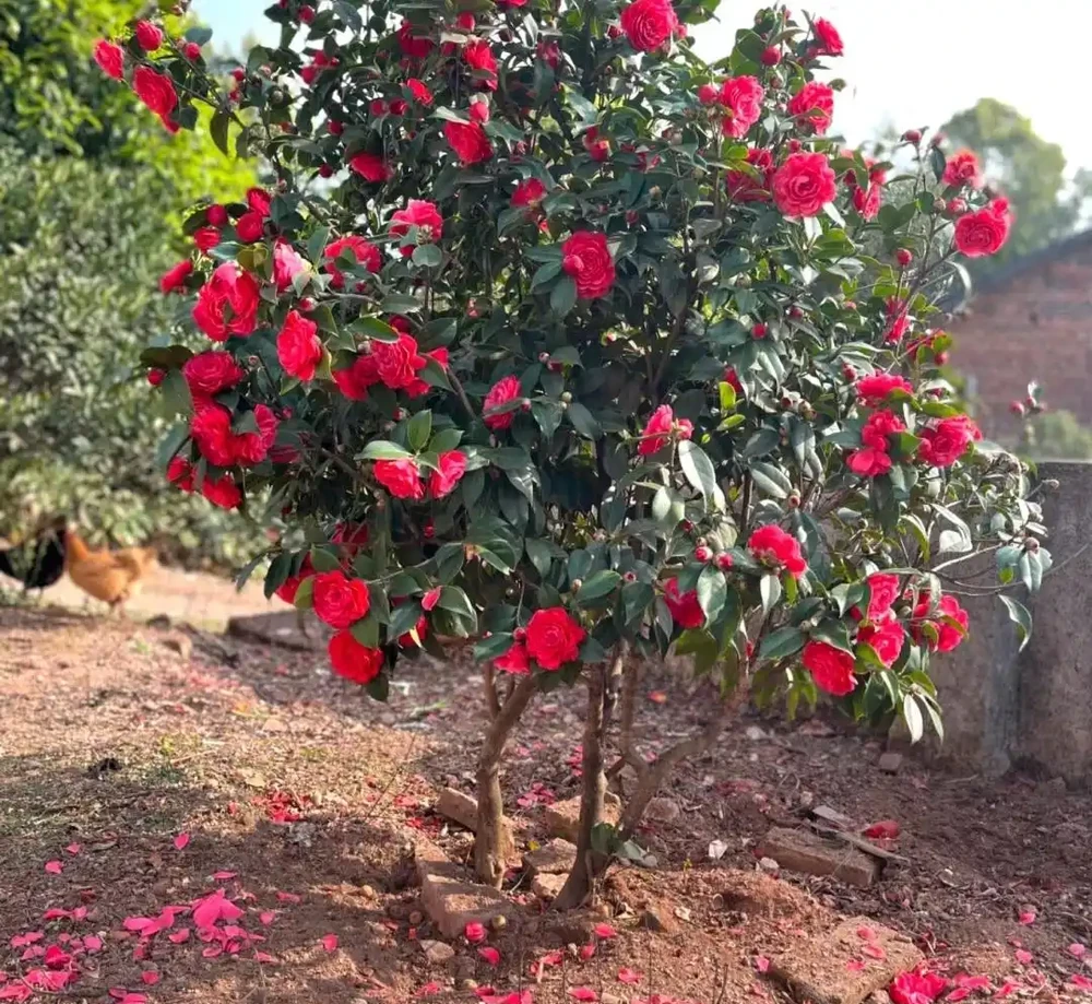 福建一戶人家一棵養了50年的茶花，1.6W賣了，好可惜