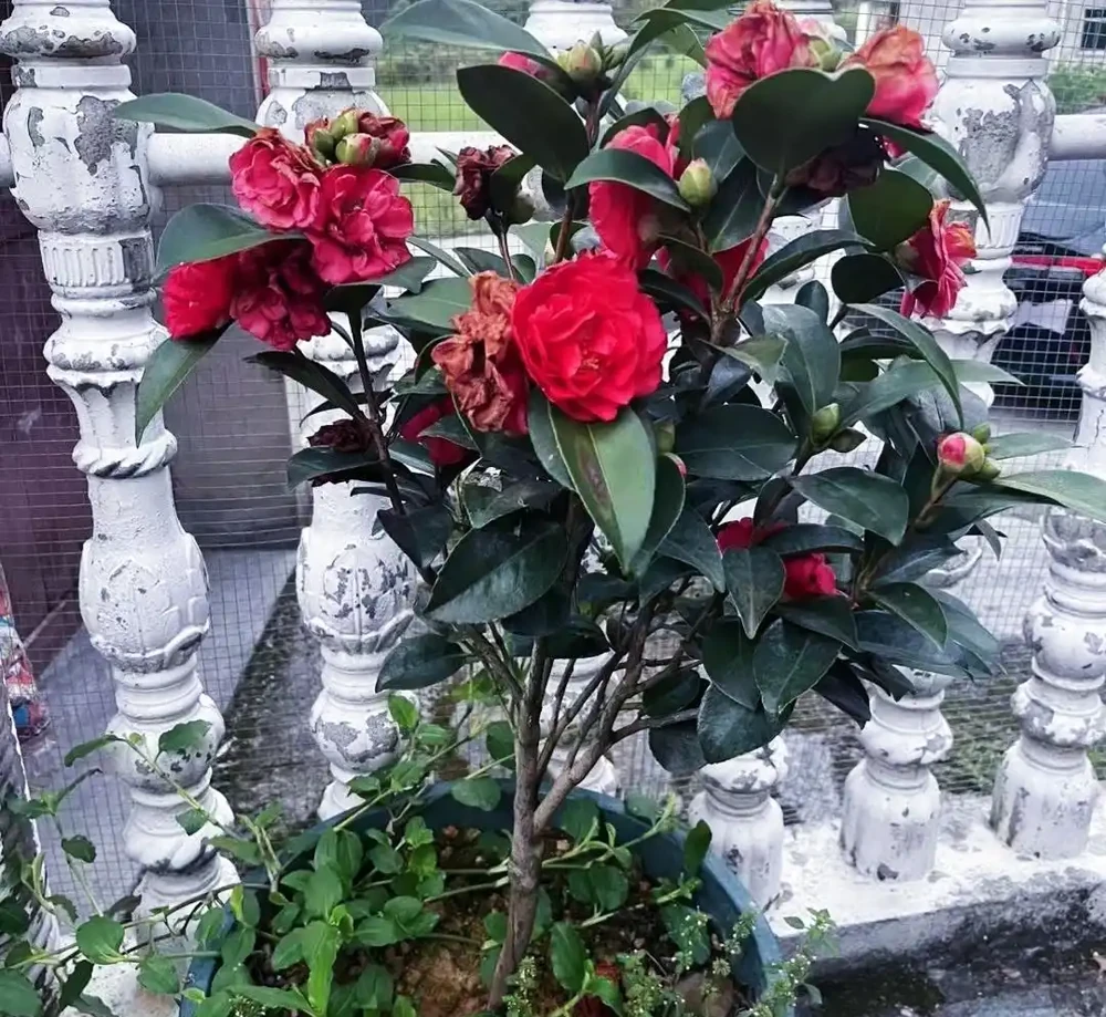 福建一戶人家一棵養了50年的茶花，1.6W賣了，好可惜