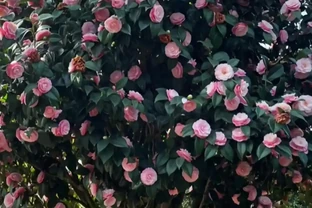 福建一戶人家一棵養了50年的茶花，1.6W賣了，好可惜