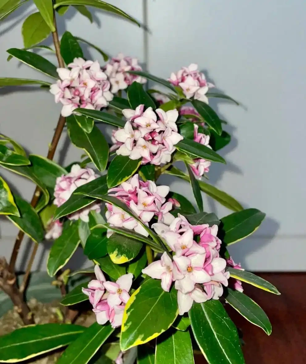 常見的十種帶香味的花卉,排名分先後