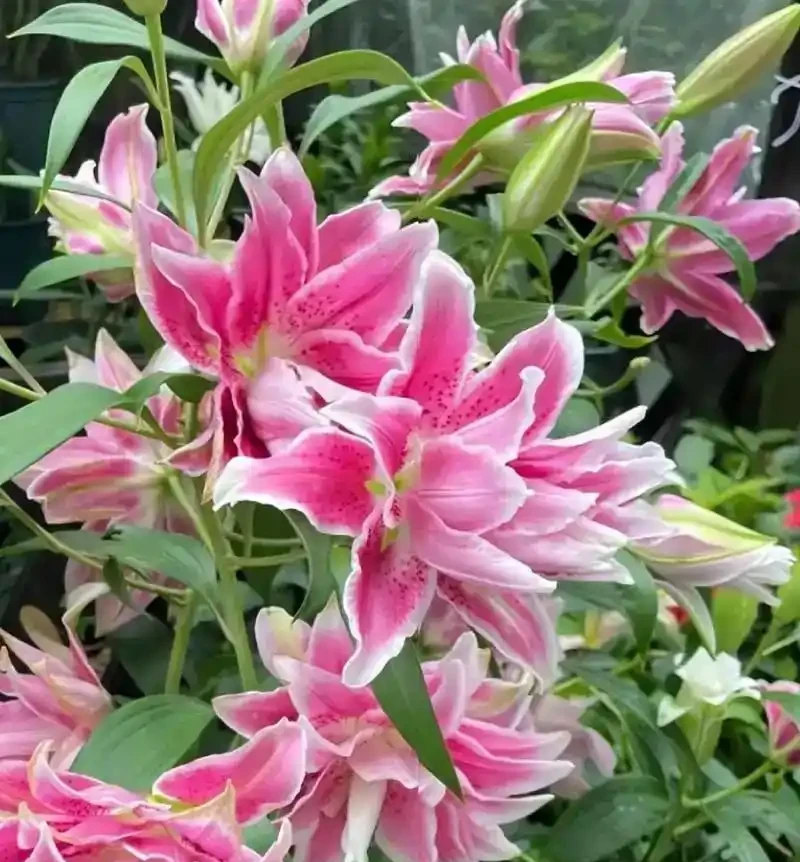 常見的十種帶香味的花卉,排名分先後