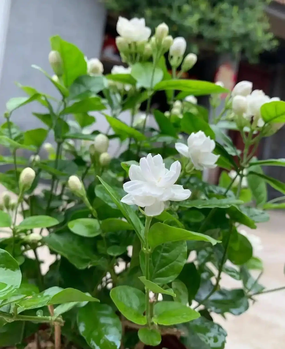 常見的十種帶香味的花卉,排名分先後