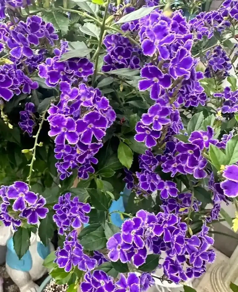 常見的十種帶香味的花卉，排名分先後