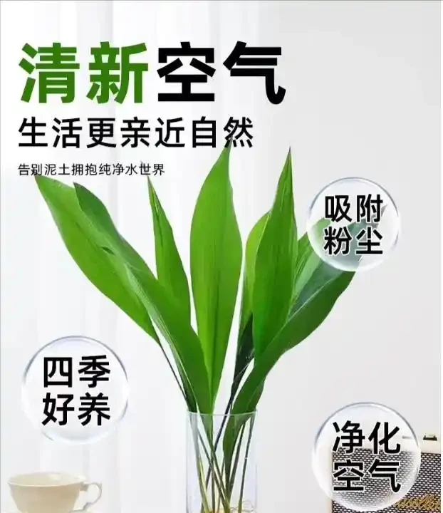 24種淨化空氣的室內綠植,除甲醛最厲害的竟是它,黃金葛只能墊底