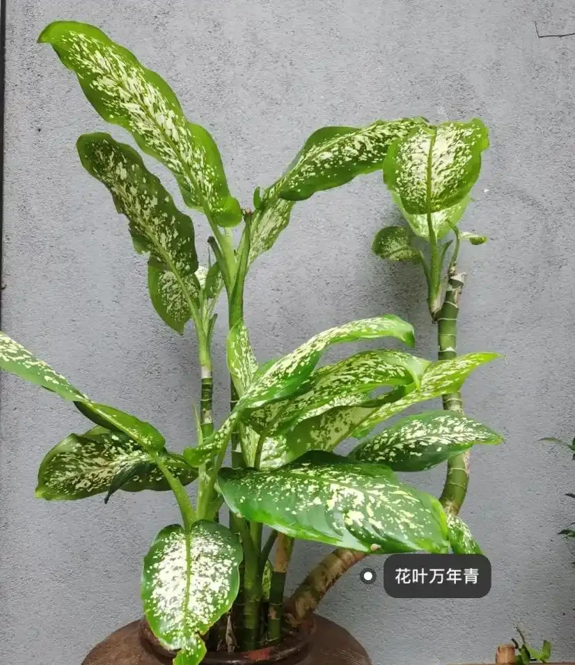 24種淨化空氣的室內綠植,除甲醛最厲害的竟是它,黃金葛只能墊底