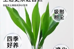 24種淨化空氣的室內綠植，除甲醛最厲害的竟是它，黃金葛只能墊底