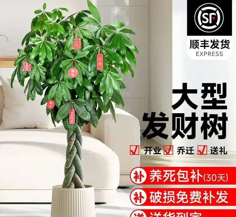 生長期調整修剪