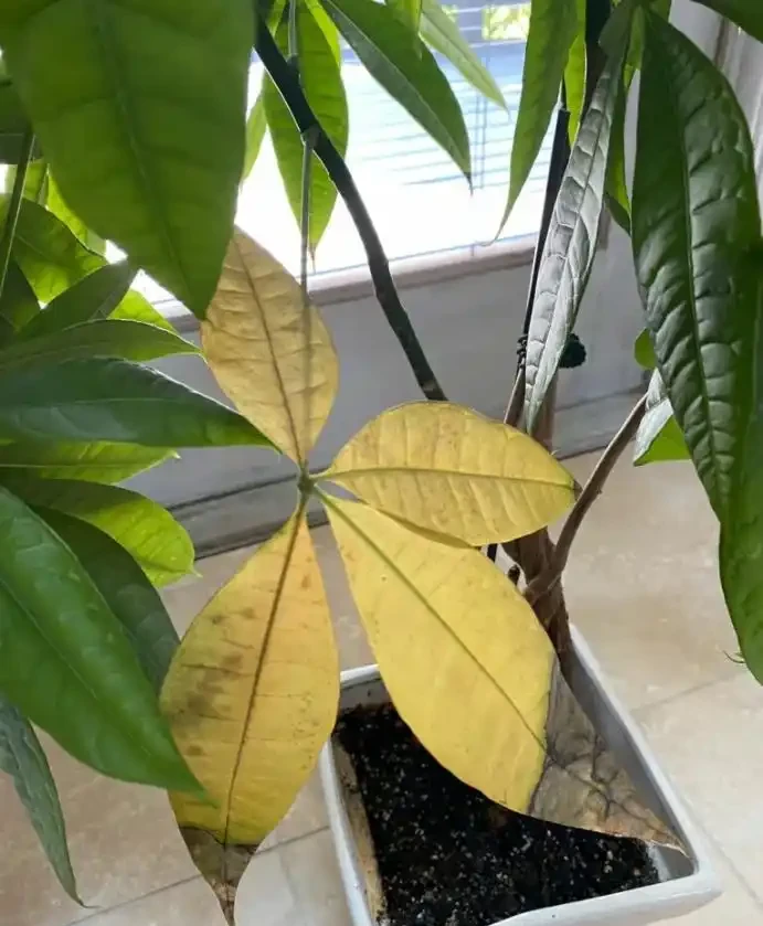 恢復性修剪