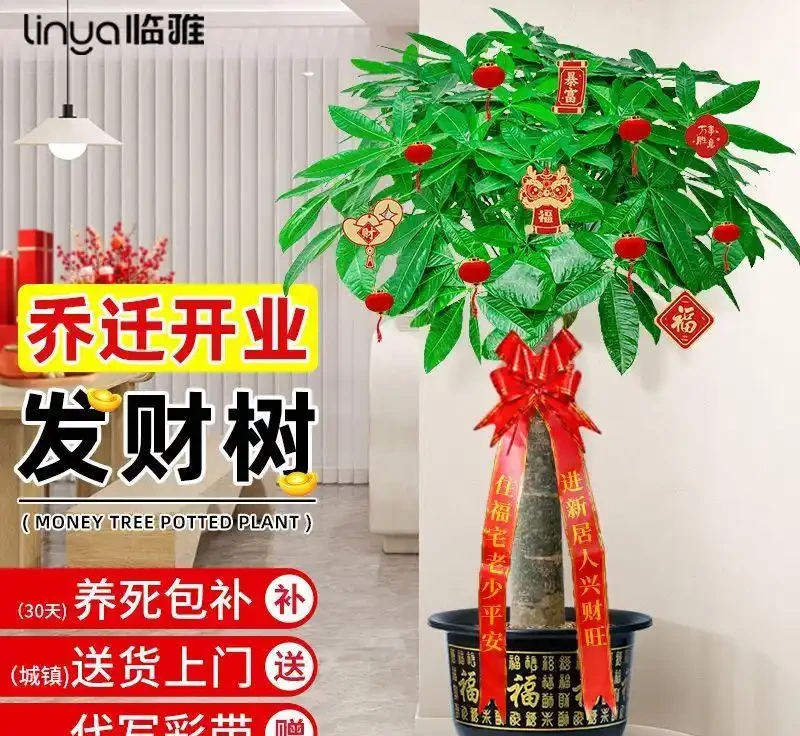 修剪後的養護管理