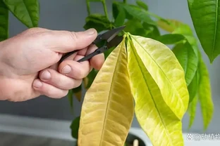 發財樹什麼時候修剪比較好？學會這幾點，養護更輕鬆！