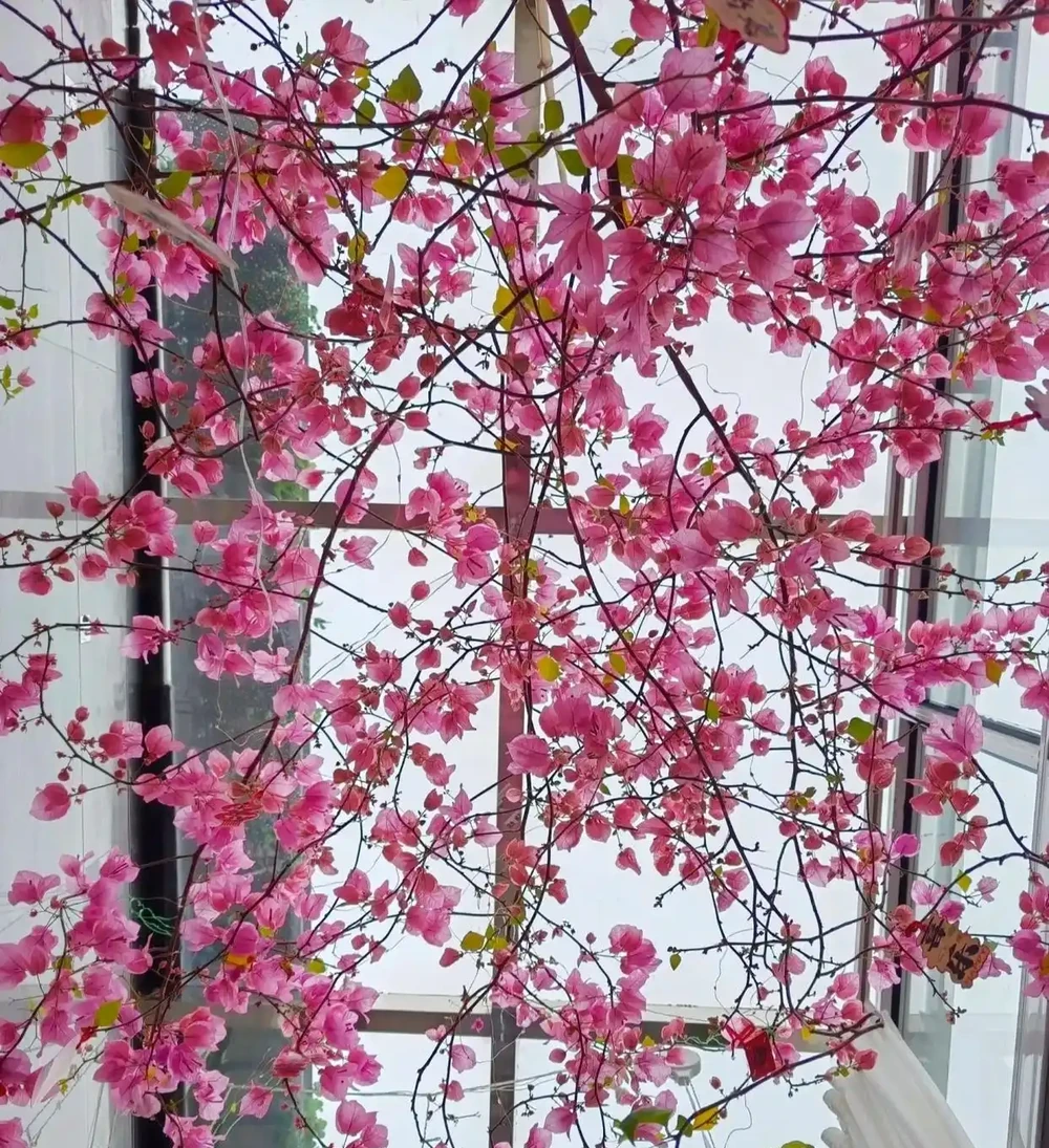 「毒花進家門,富貴難來臨」,家裡別養4類「毒花」,花旺人不旺