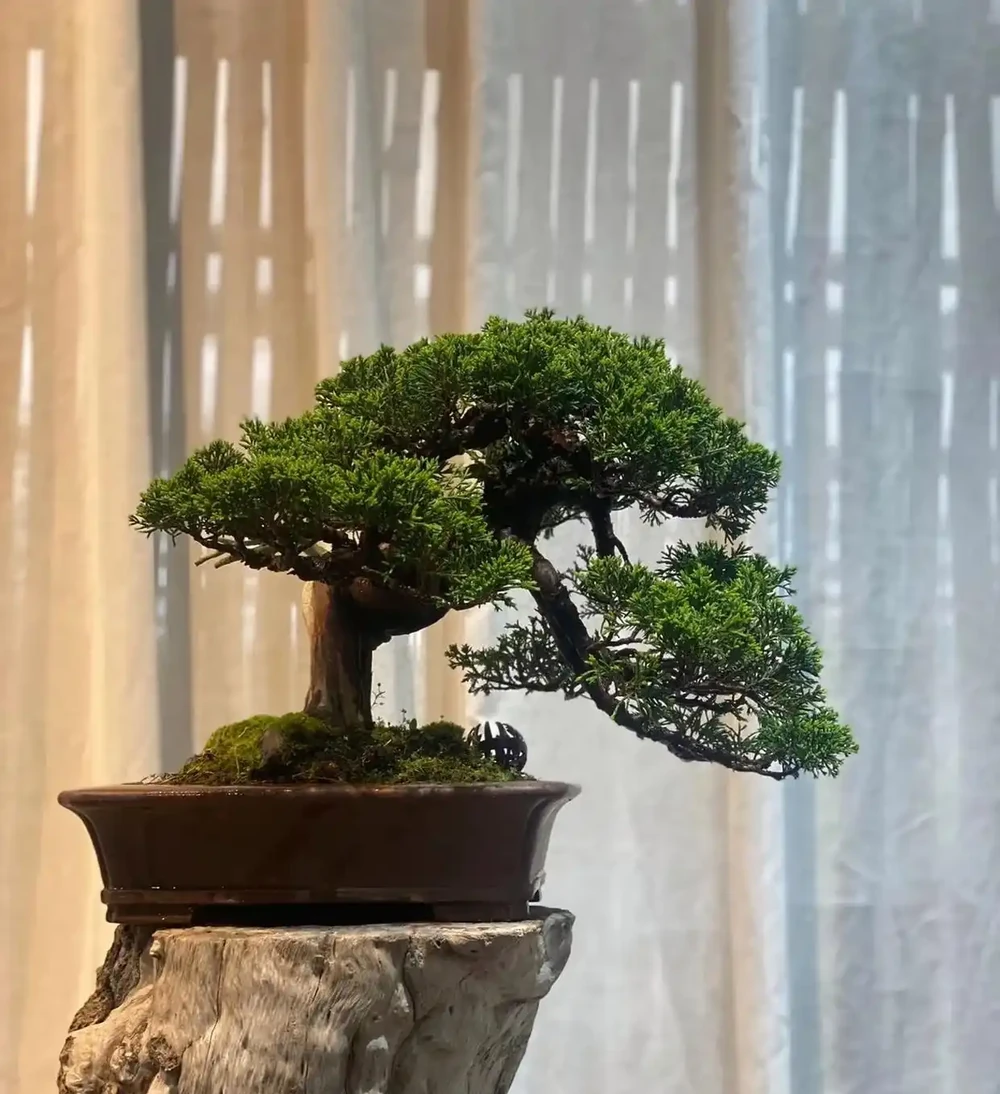 「毒花進家門,富貴難來臨」,家裡別養4類「毒花」,花旺人不旺