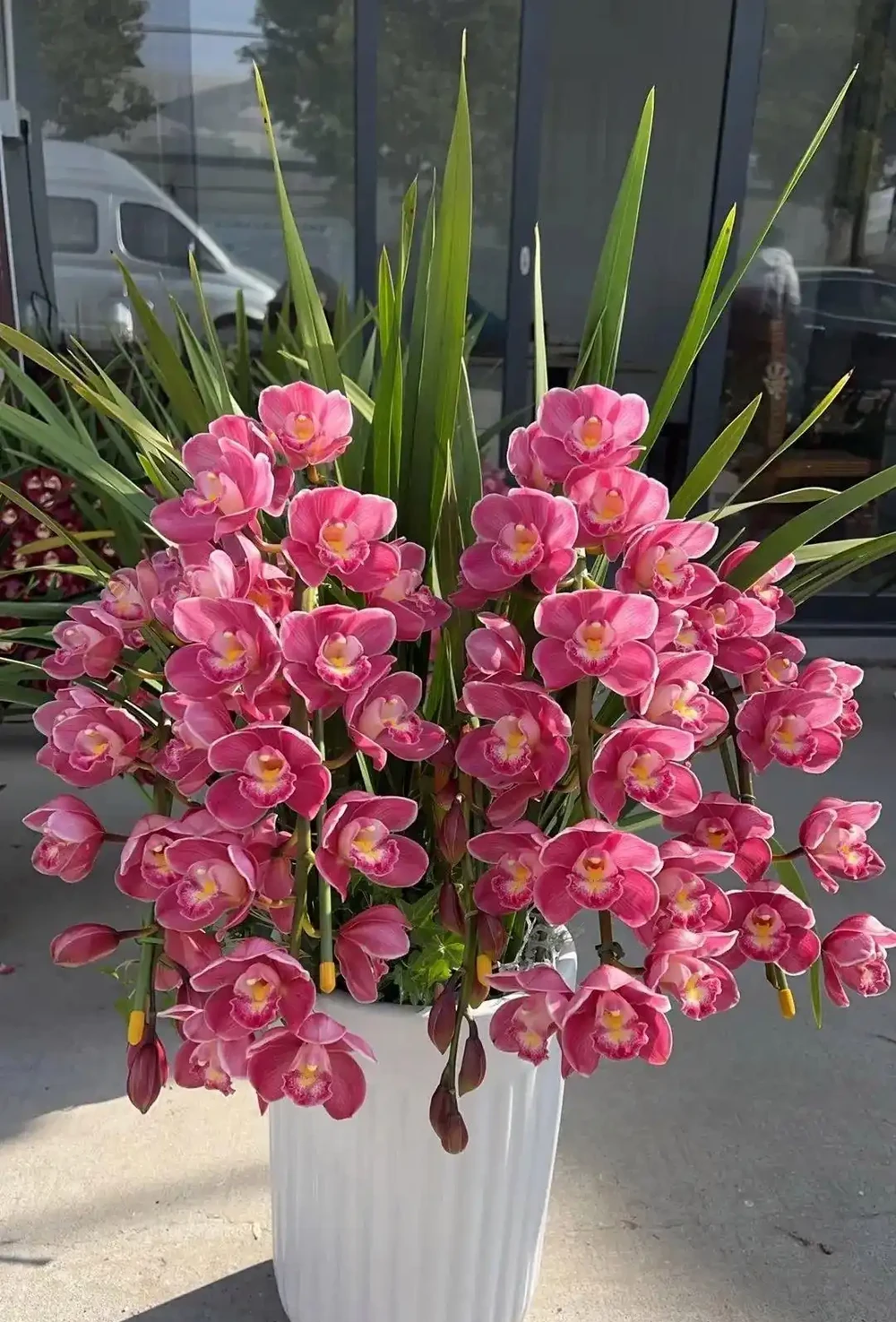 「毒花進家門,富貴難來臨」,家裡別養4類「毒花」,花旺人不旺