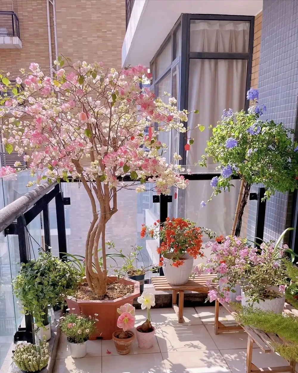 「毒花進家門,富貴難來臨」,家裡別養4類「毒花」,花旺人不旺
