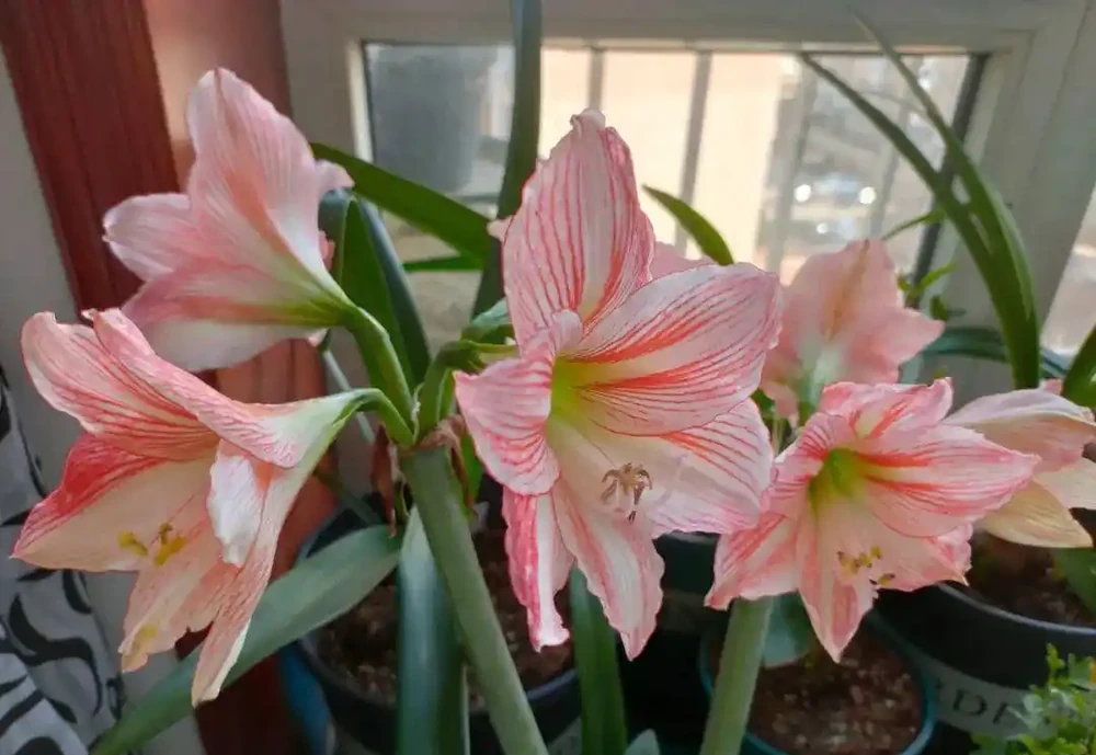 新手閉眼入!5 種四季開花的 「神仙花卉」,好好養養,容易滿盆