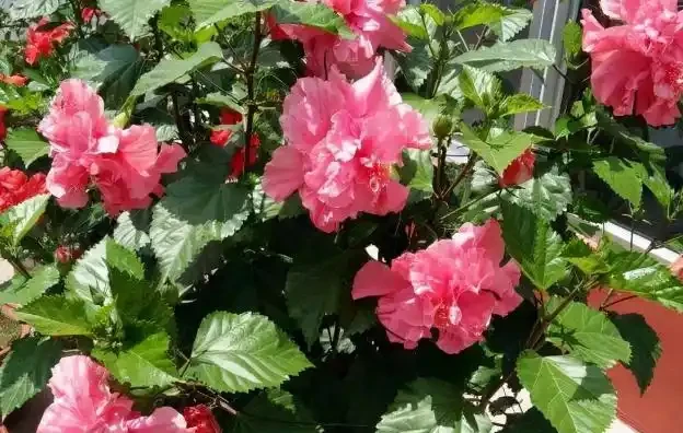 新手閉眼入!5 種四季開花的 「神仙花卉」,好好養養,容易滿盆