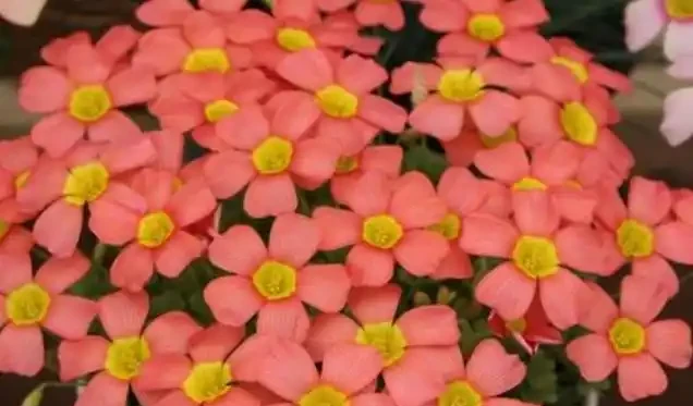 新手閉眼入!5 種四季開花的 「神仙花卉」,好好養養,容易滿盆