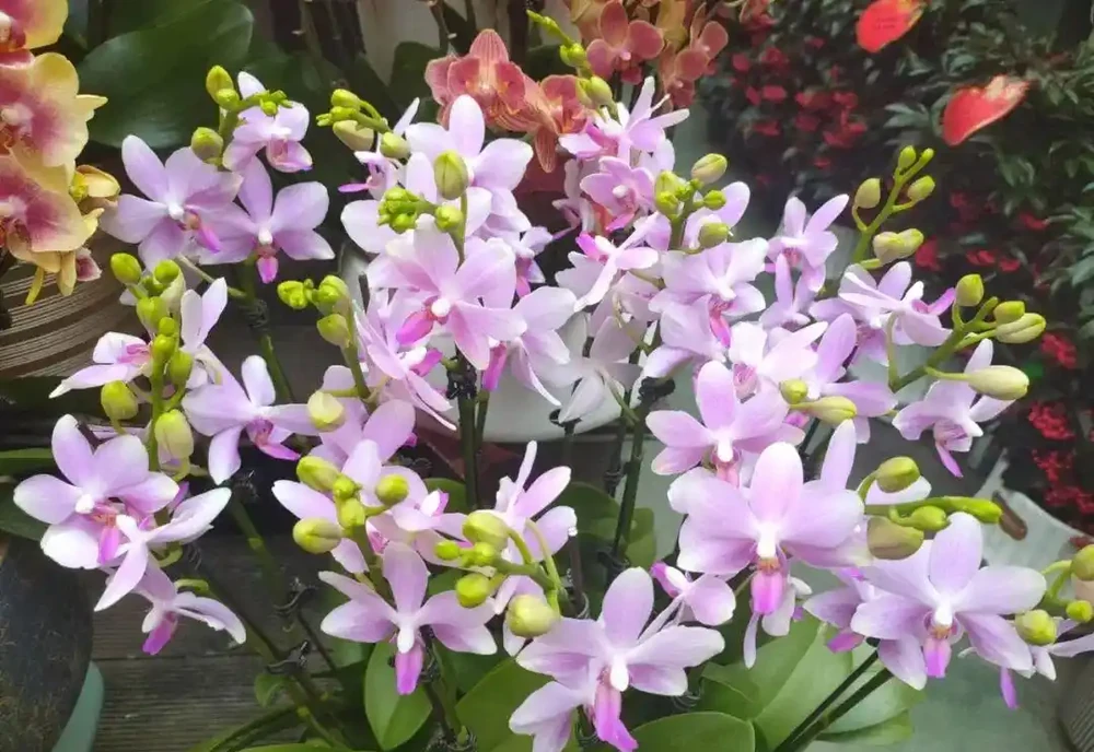 新手閉眼入!5 種四季開花的 「神仙花卉」,好好養養,容易滿盆