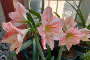 新手閉眼入！5 種四季開花的 「神仙花卉」，好好養養，容易滿盆