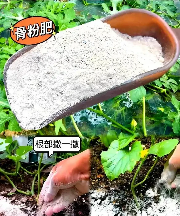 十大最佳養花肥料,助你花卉茁壯成長,花開繁茂!