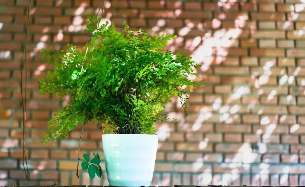 較耐陰的十大漂亮花卉