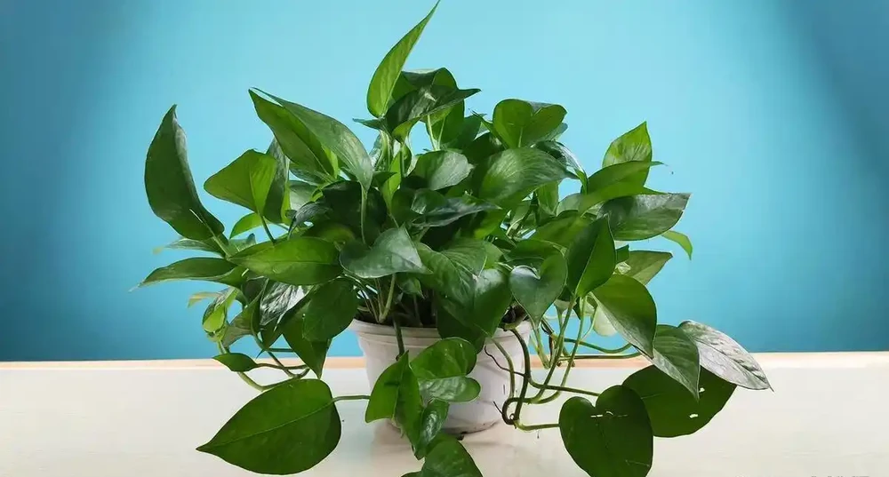 較耐陰的十大漂亮花卉