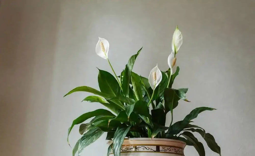 較耐陰的十大漂亮花卉