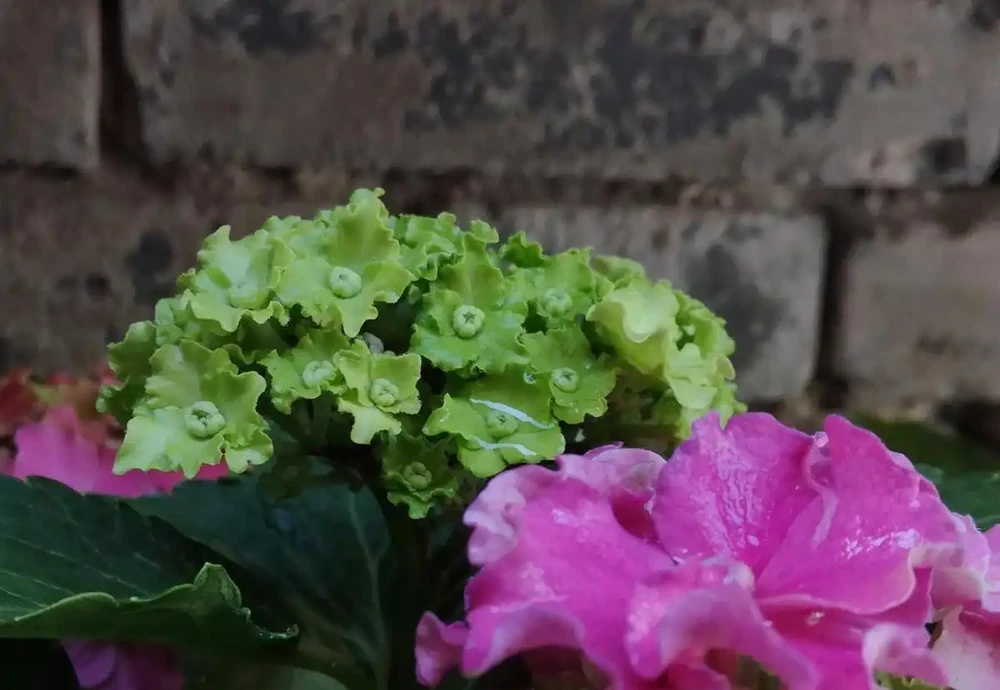 較耐陰的十大漂亮花卉