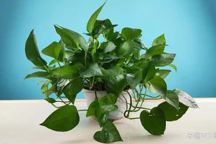 較耐陰的十大漂亮花卉