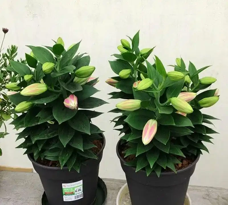 十大公認較好聞的花香