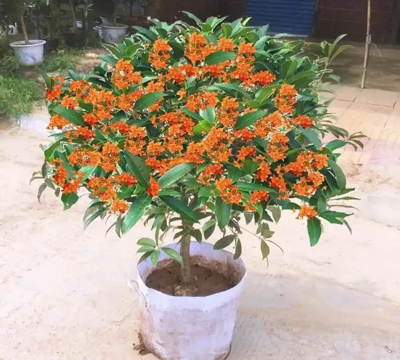 十大公認較好聞的花香