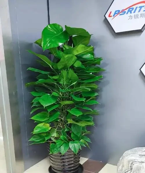 客廳放黃金葛，是福還是禍？