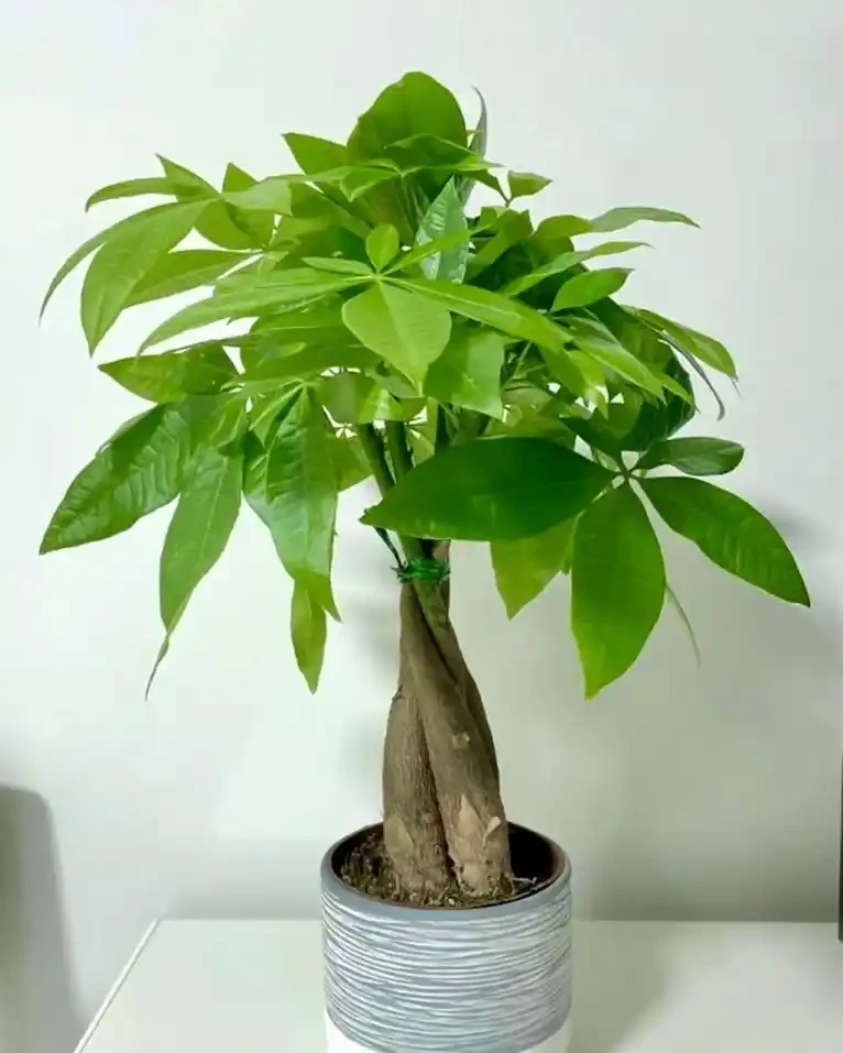 4種養得容易植物,寓意還好,還能淨化空氣心情好