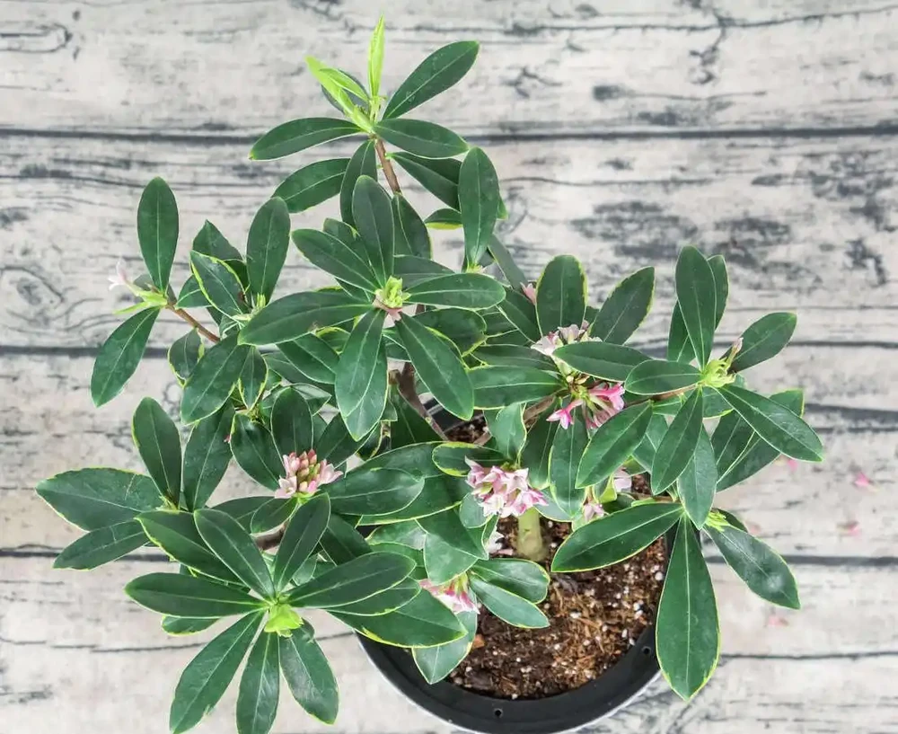 4種養得容易植物,寓意還好,還能淨化空氣心情好