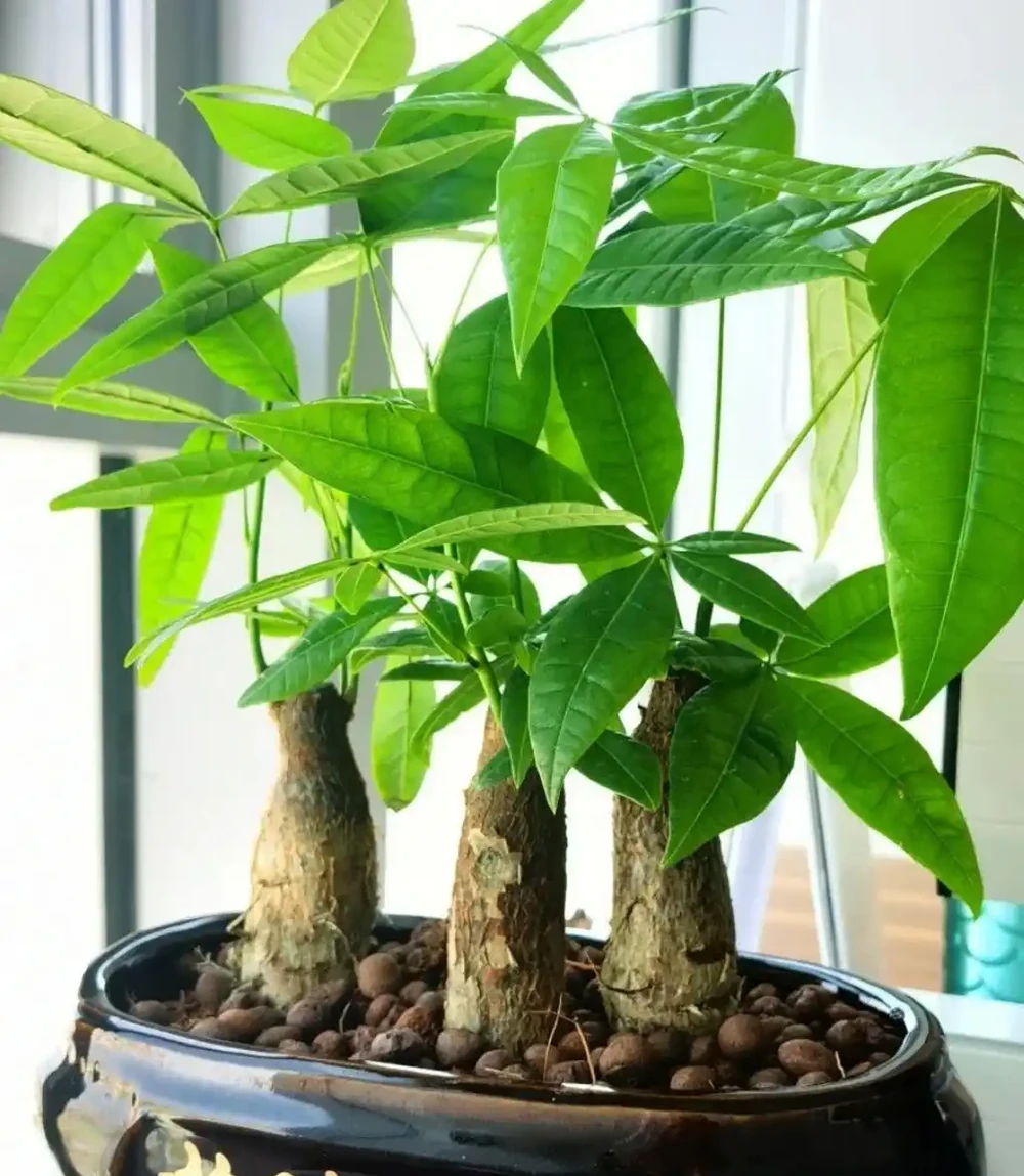 4種養得容易植物,寓意還好,還能淨化空氣心情好