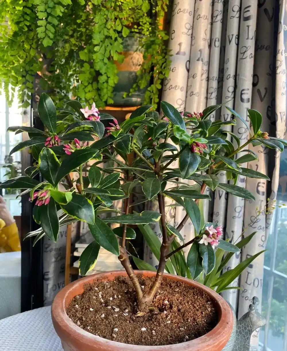 4種養得容易植物,寓意還好,還能淨化空氣心情好