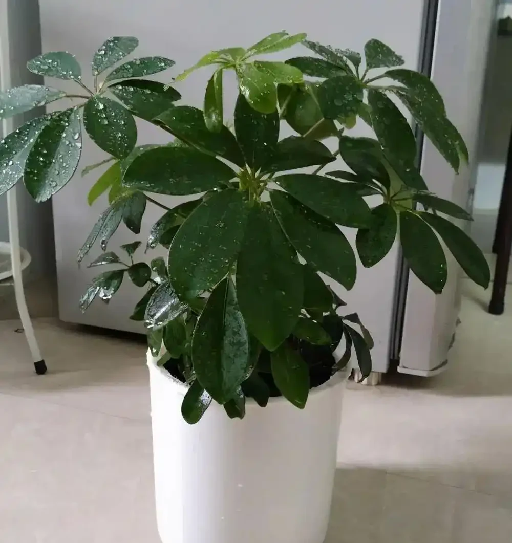 4種養得容易植物,寓意還好,還能淨化空氣心情好