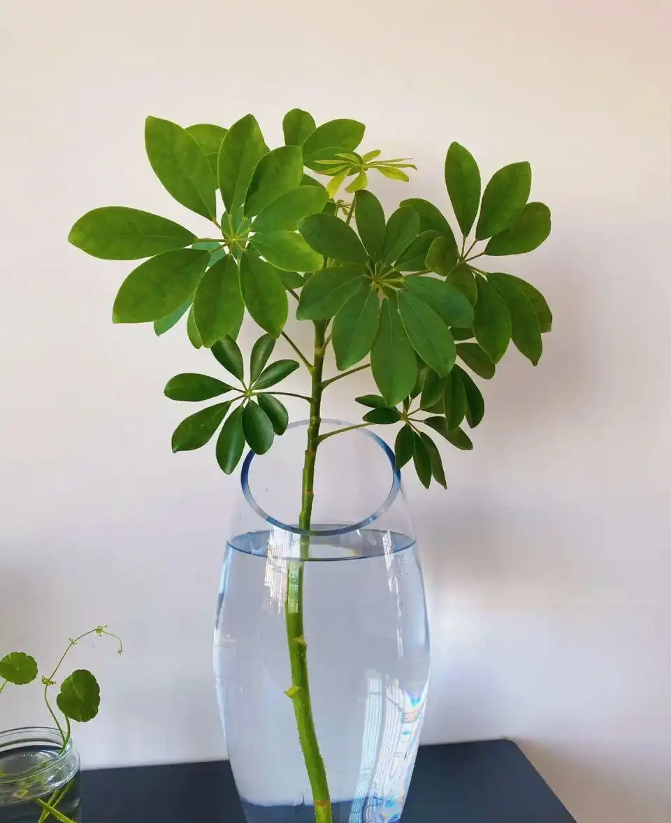 4種養得容易植物,寓意還好,還能淨化空氣心情好