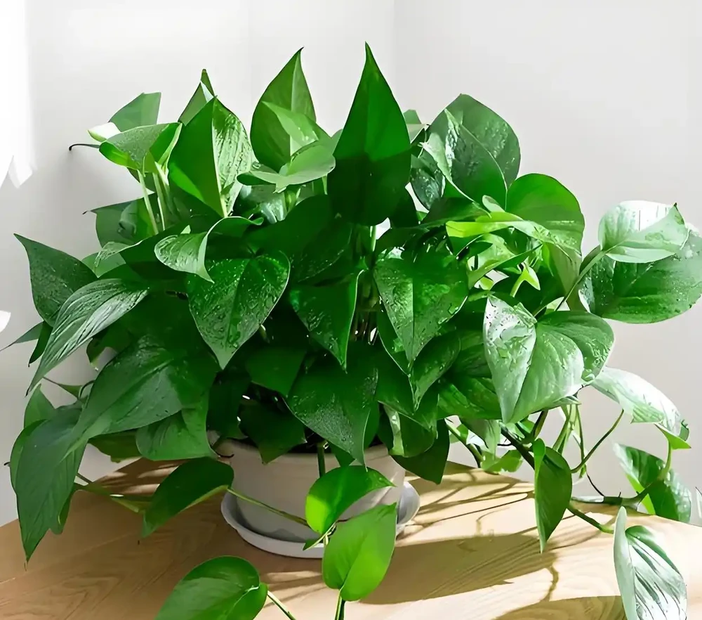 4種養得容易植物,寓意還好,還能淨化空氣心情好