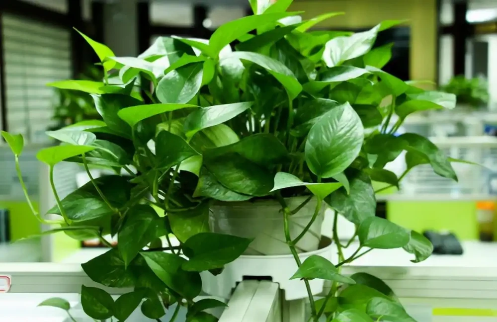4種養得容易植物,寓意還好,還能淨化空氣心情好