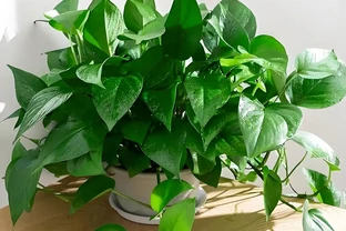 4種養得容易植物，寓意還好，還能淨化空氣心情好