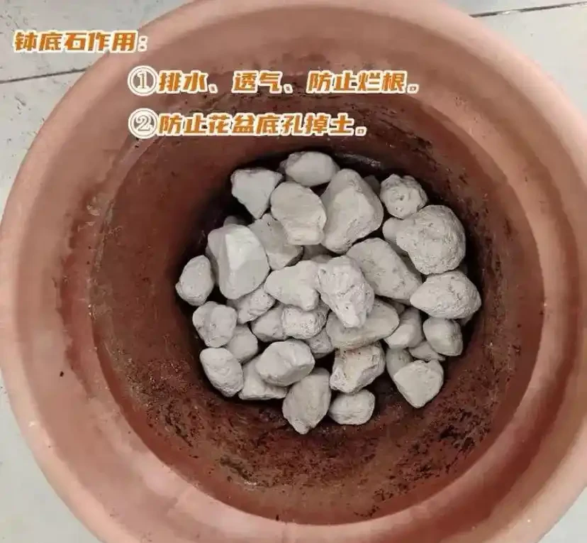 10盆花9盆是腐根養死的，5招徹底解決腐根、爛根悶濕